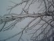 [ pic by Joshua Fitzpatrick: freezing rain in tree ]